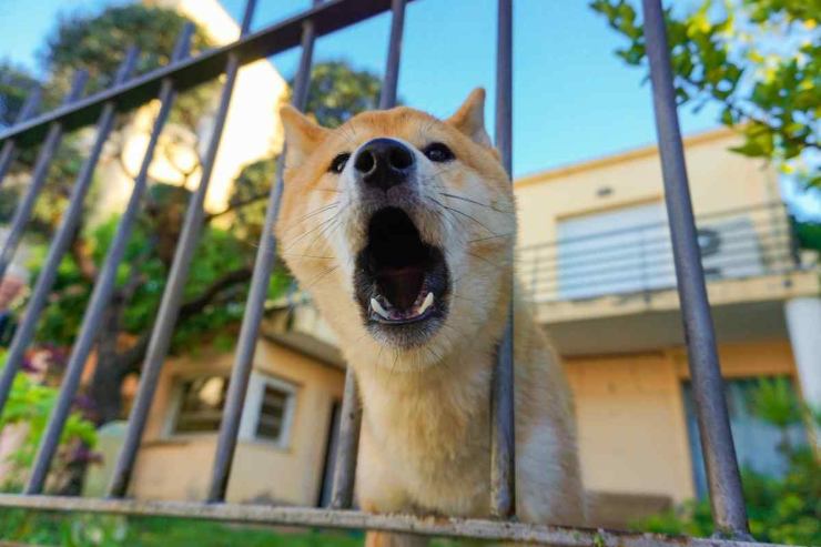 Cane che abbaia