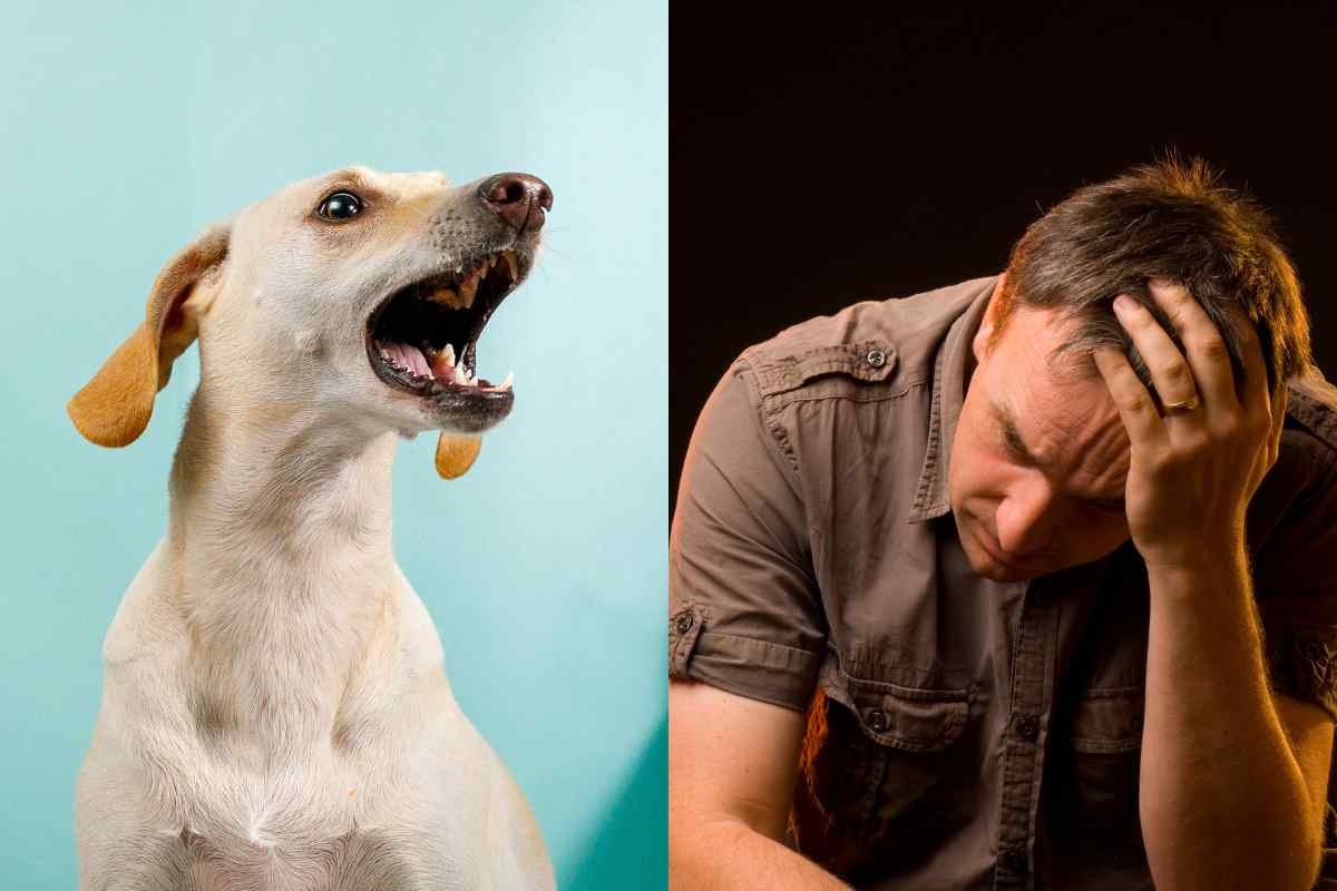 Cane e uomo disperato