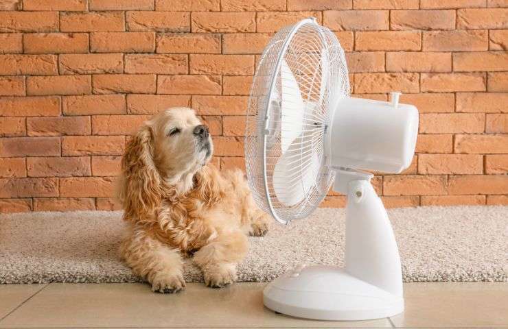 un cane davanti al ventilatore