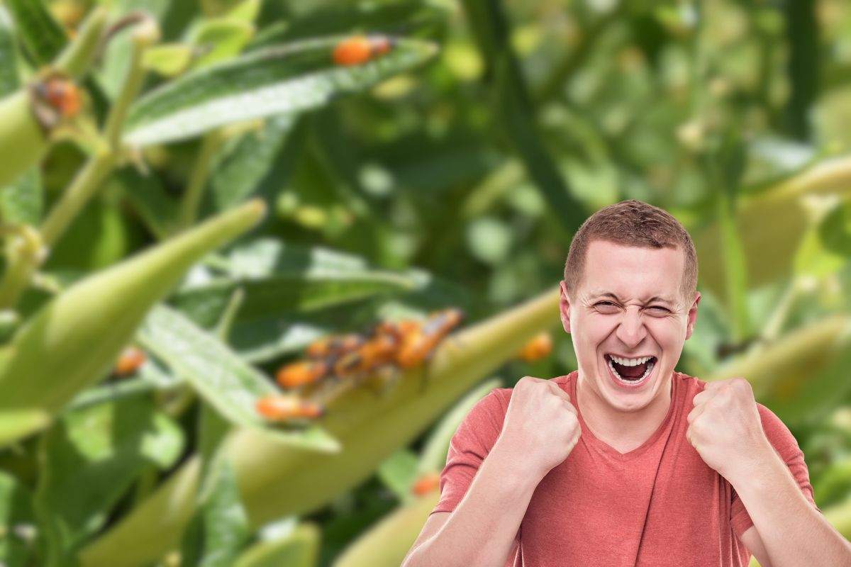 insetto su piante e uomo che esulta