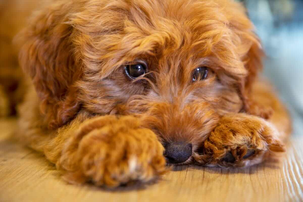 Cane triste
