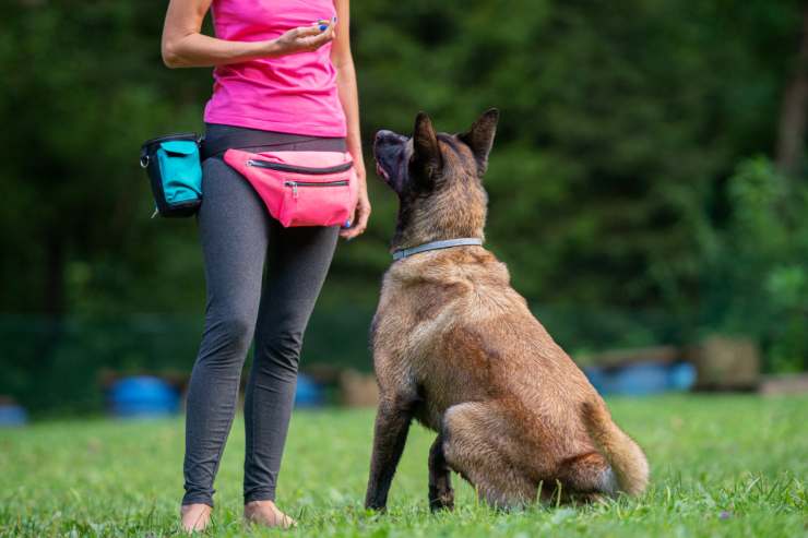 un cane con l'addestratore che segue le istruzioni