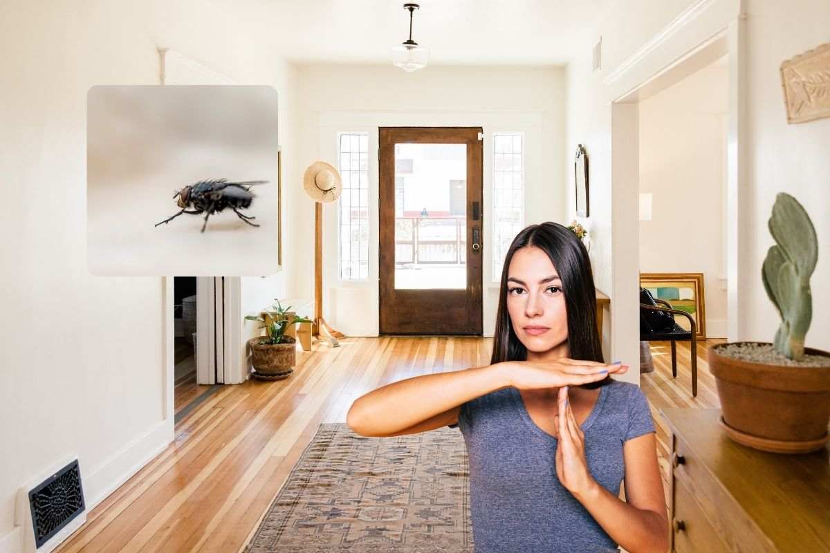 una casa con una mosca nel riquadro e una ragazza che fa il gesto del no