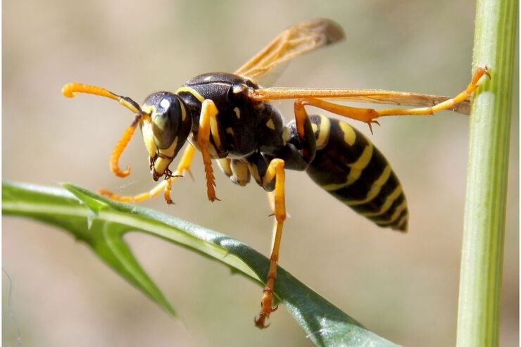 Vespa asiatica 