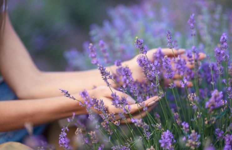 lavanda e una ragazza che accarezza i fiori