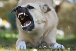 Un cane arrabbiato che abbaia e mostrai denti