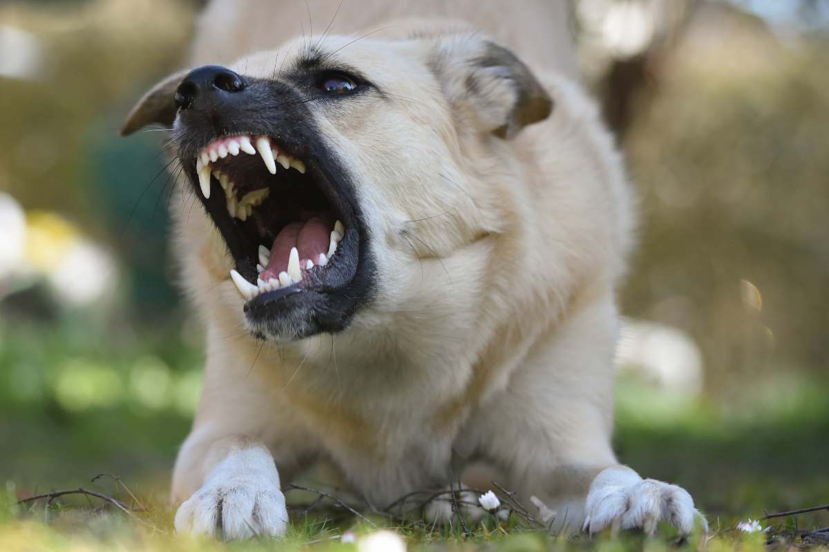 Un cane arrabbiato che abbaia e mostrai denti
