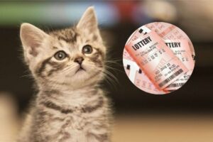 un gatto e un biglietto della lotteria