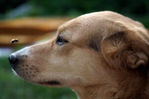 Cane con insetto vicino il muso