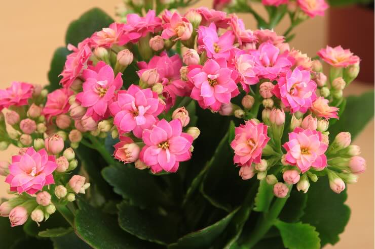 kalanchoe