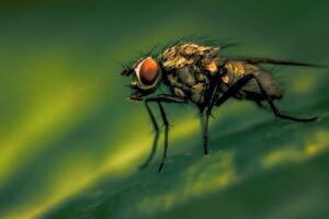 mosca poggiata su una foglia