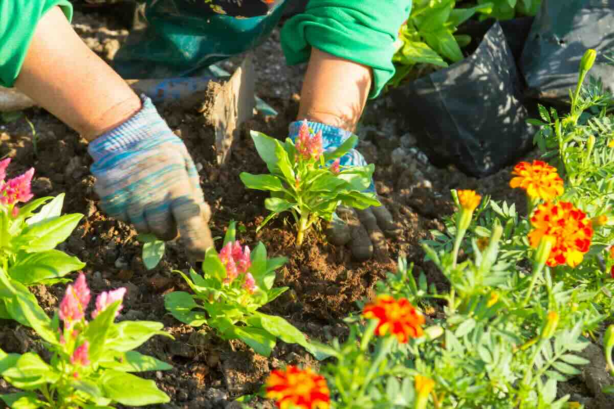 mani che piantano fiori in giardino