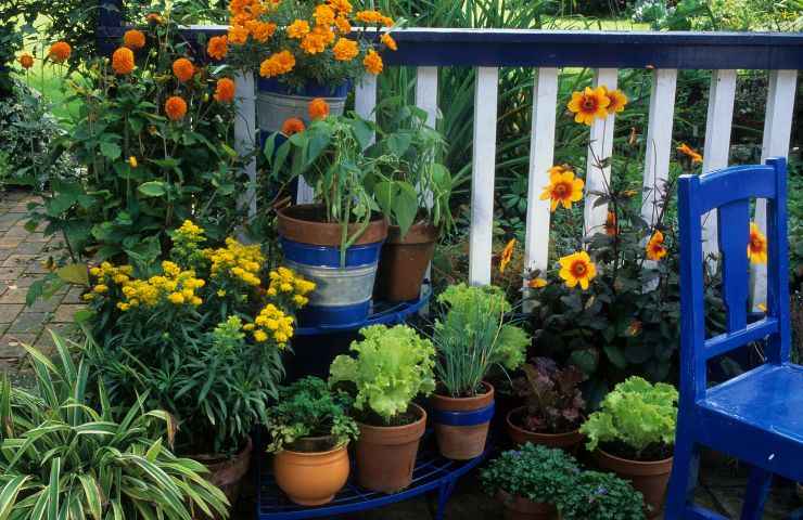 piante sul balcone